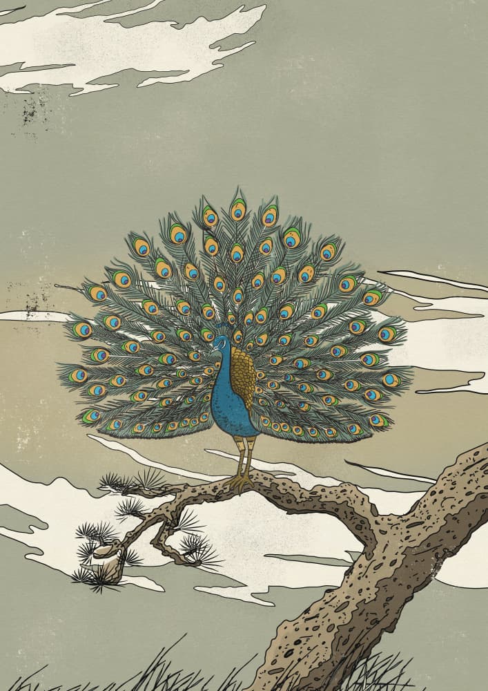 Majestic Peacock Display by Nicholas — canvas wall art