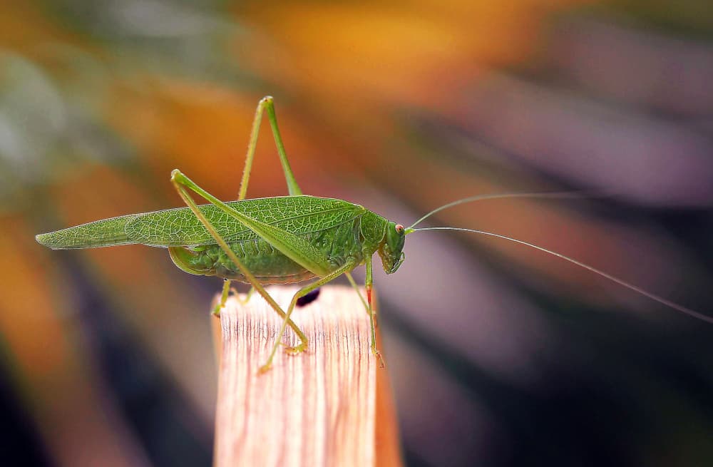 Vibrant Green Katydid by Thierry Dufour — canvas wall art