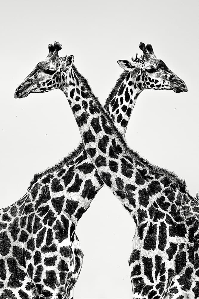 Two Giraffes Intertwined by Xavier Ortega — canvas wall art