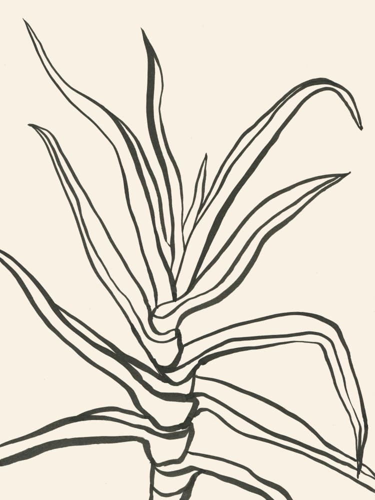 Minimalist Plant Outline by Catalina Somolinos — canvas wall art