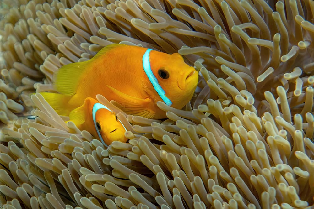 Vibrant Clownfish Home by Alessandro Catta — canvas wall art