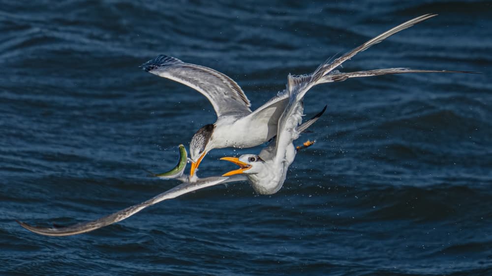 Terns Snatching Fish by James Cai — canvas wall art