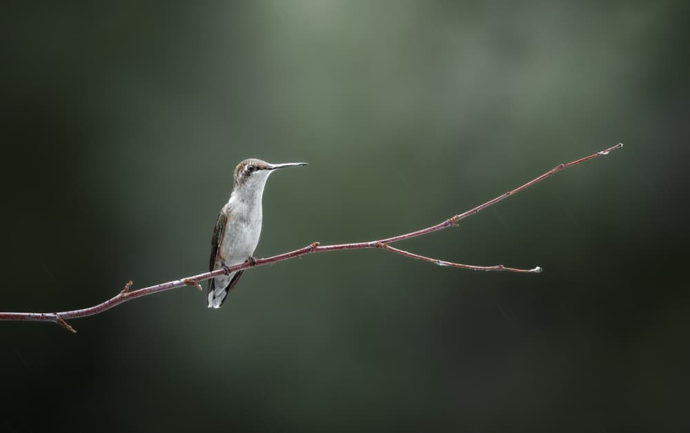 Ruby-Throated Hummingbird Perched by Atul Saluja — canvas wall art