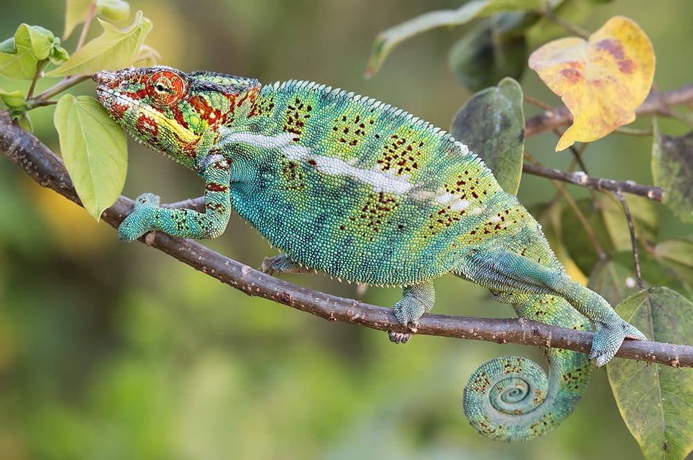 Vibrant Chameleon Branch by Marco Pozzi — canvas wall art