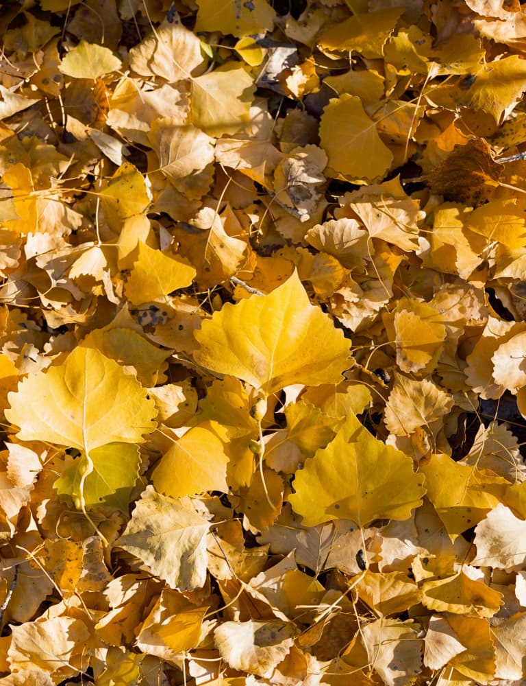 Golden Autumn Leaves by Bethany Young — canvas wall art