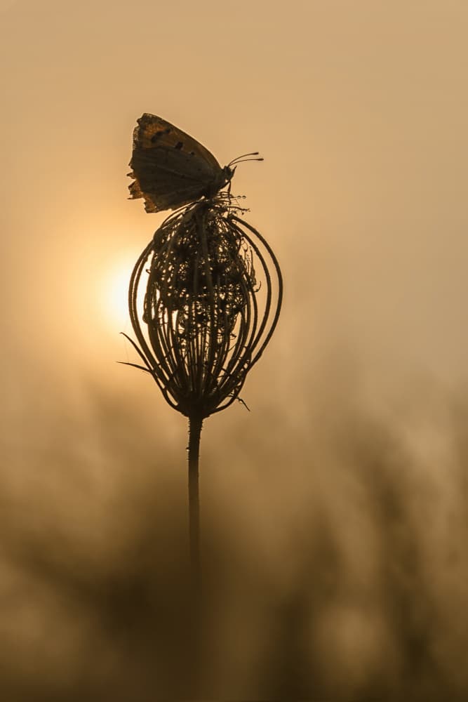 Golden Hour Butterfly by Fabrizio Daminelli — canvas wall art