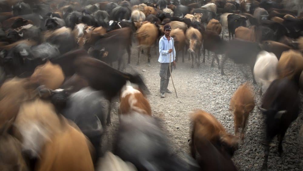Shepherd Amidst Moving Herd by Zühdü Bilgin — canvas wall art