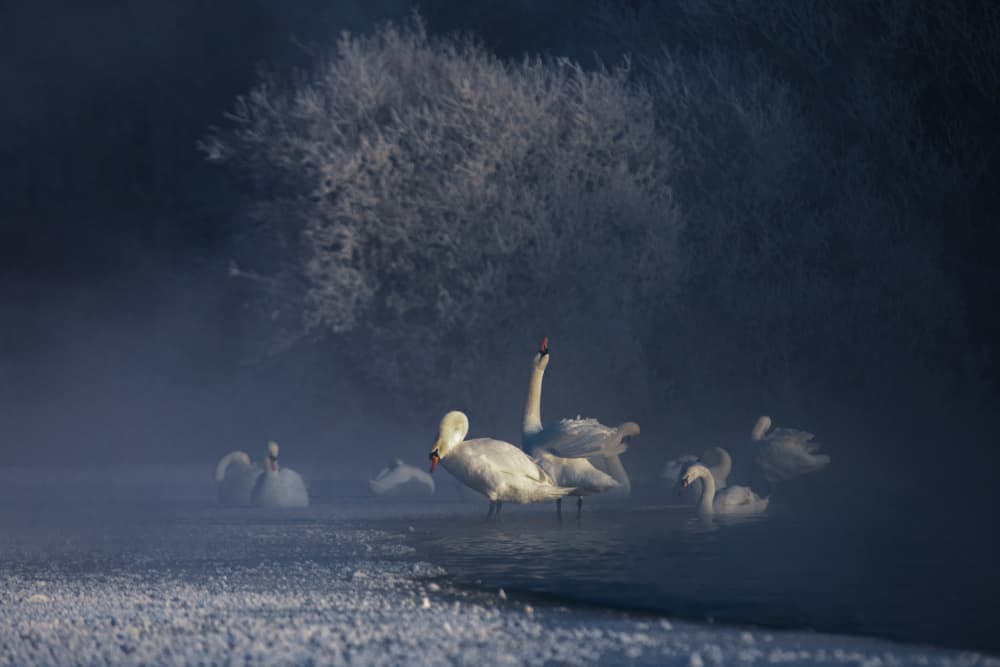 Misty Winter Swans by UU — canvas wall art