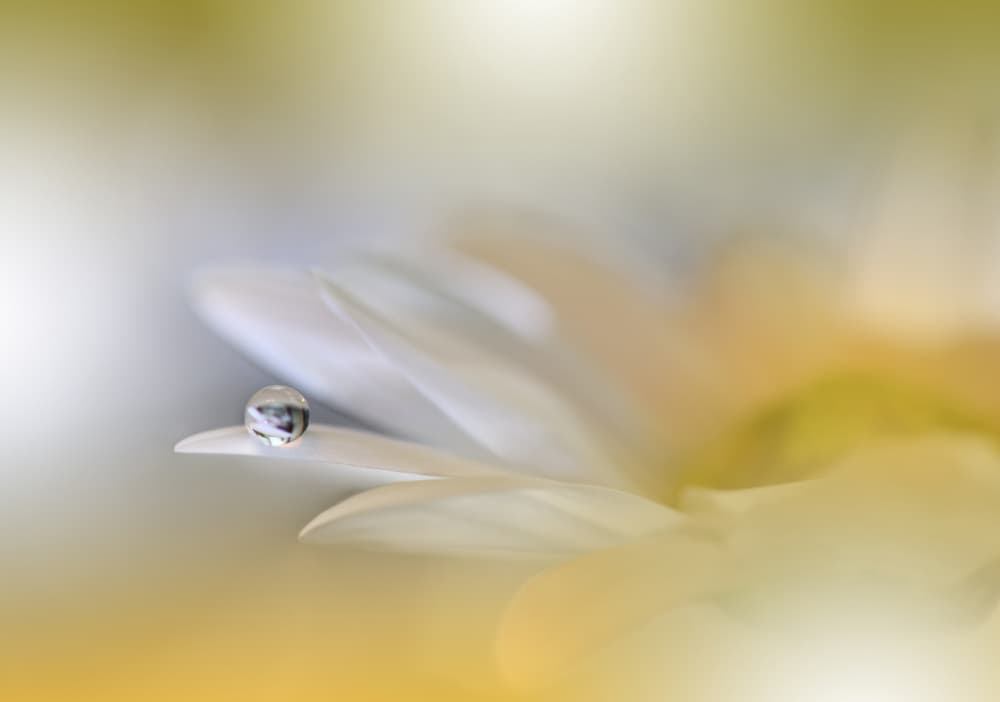 Morning Dewdrop Daisy by Juliana Nan — canvas wall art