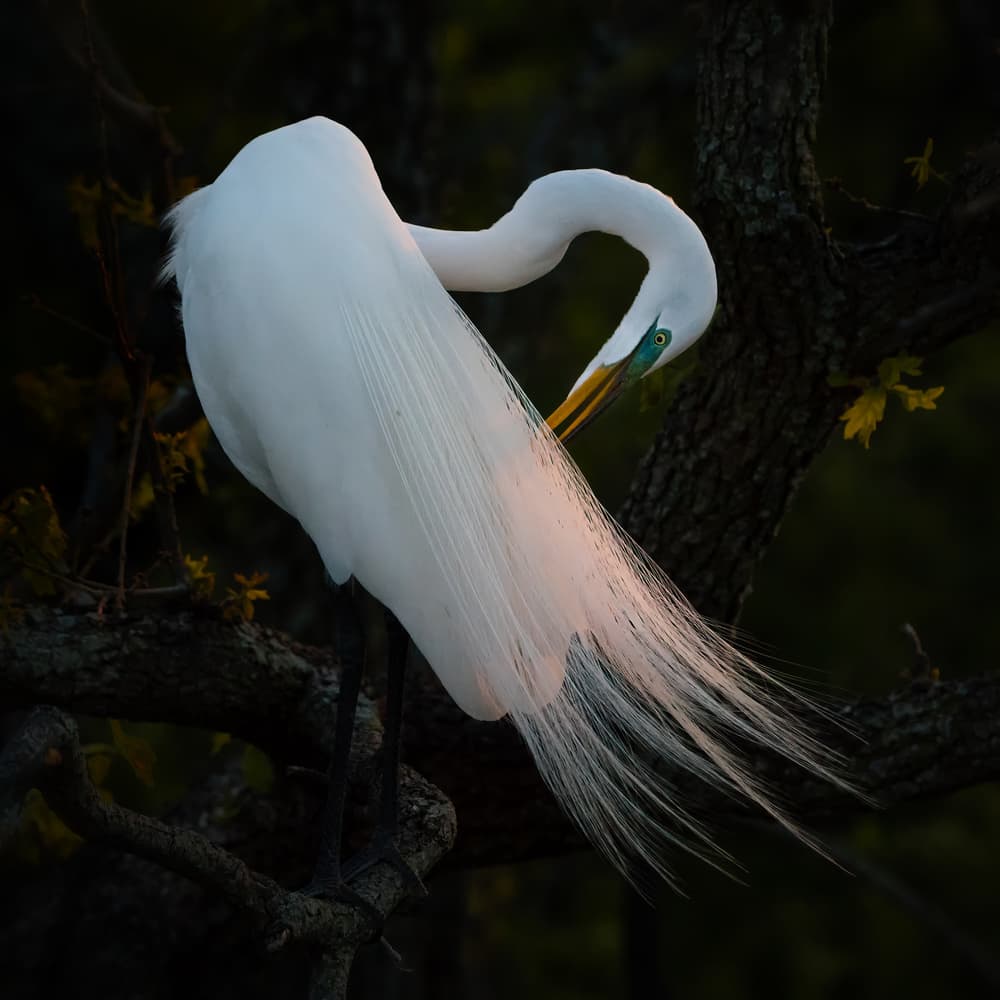 Elegant Egret Portrait by Alex Li — canvas wall art