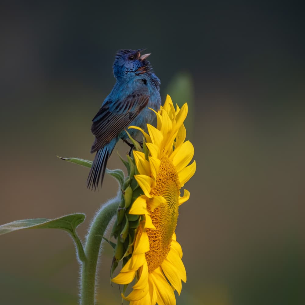 Blue Bird Sings on Sunflower by Yi Pan — canvas wall art