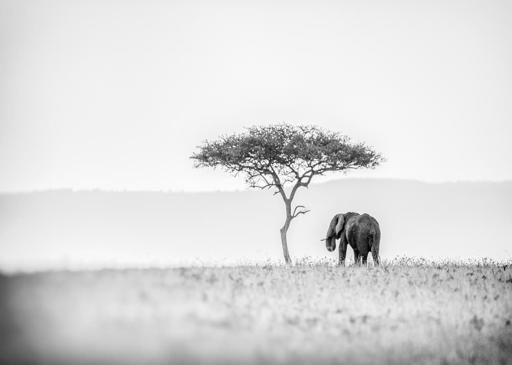 African Savanna Elephant by Jaco Marx — canvas wall art