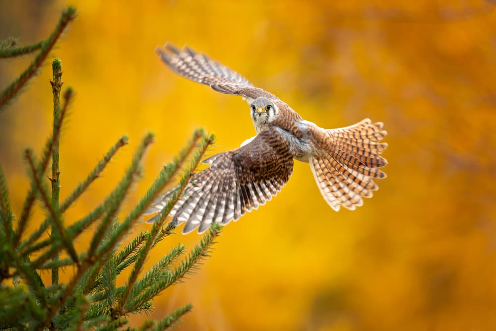 Kestrel In Autumn Flight by Milan Zygmunt — canvas wall art
