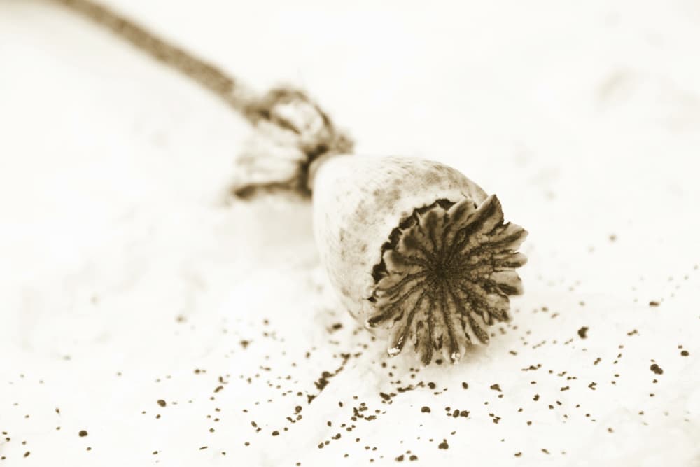 Dried Poppy Pod by Christina Sillen — canvas wall art