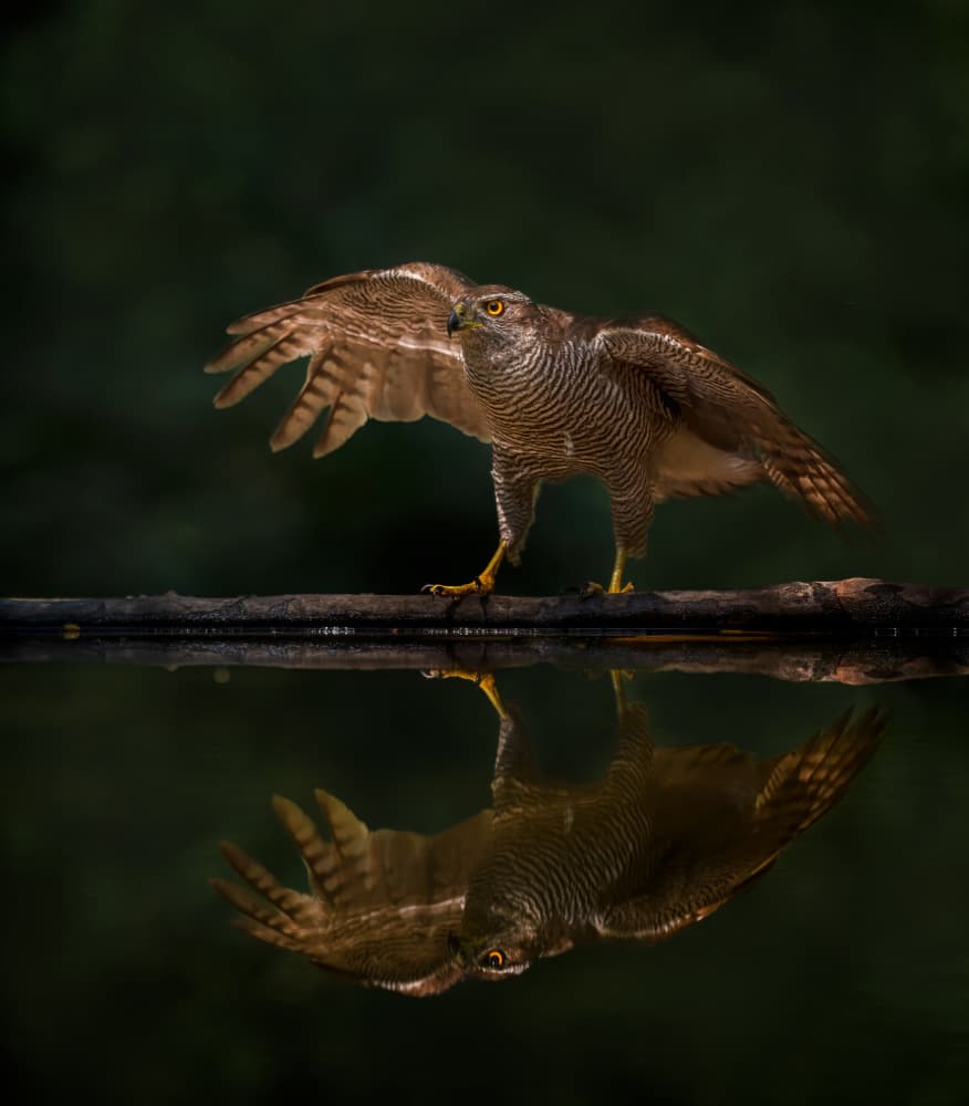 Majestic Hawk Reflection by Wei Xu — canvas wall art
