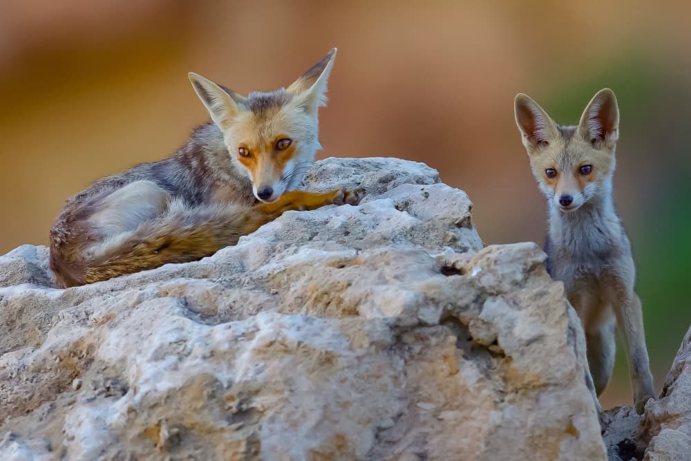 Desert Fox Family by David Manusevich — canvas wall art