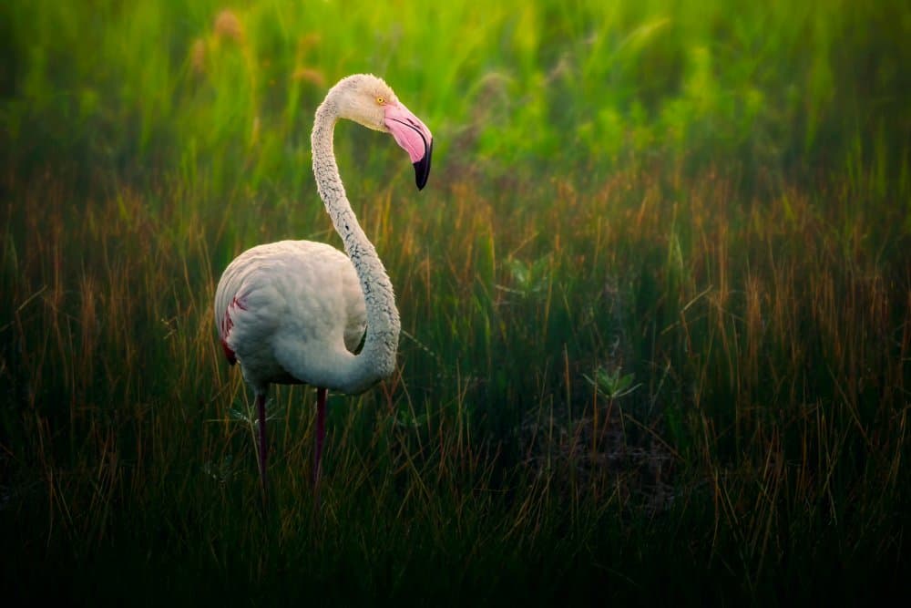 Serene Pink Flamingo by Sina Pezeshki — canvas wall art