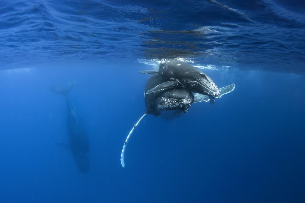 Humpback Mother And Calf by Cédric Péneau — canvas wall art