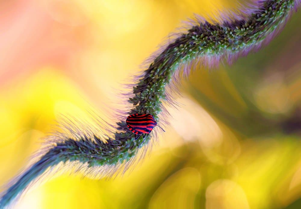 Red Striped Bug Closeup by Thierry Dufour — canvas wall art