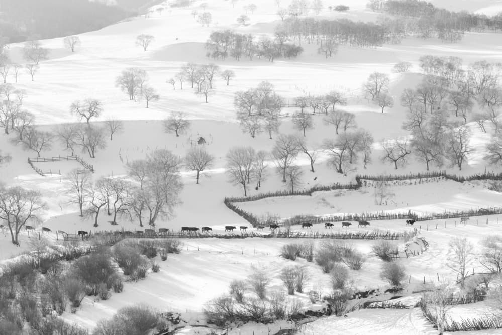 Cows In Snowy Pasture by Simoon — canvas wall art