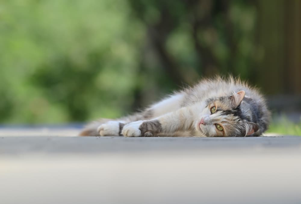 Peaceful Garden Cat by Oana Vasileniuc — canvas wall art