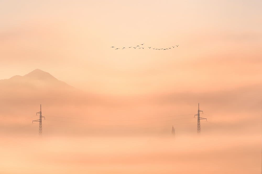 Misty Mountain Birds by Todor Tanev — canvas wall art