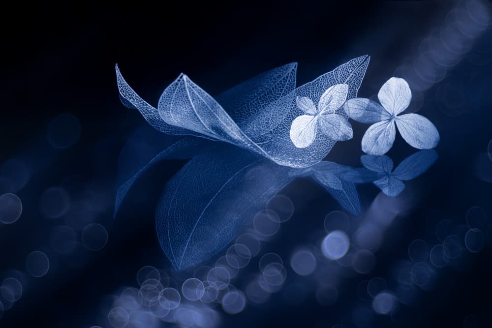 Ethereal Blue Botanicals by Igor Kopcev — canvas wall art