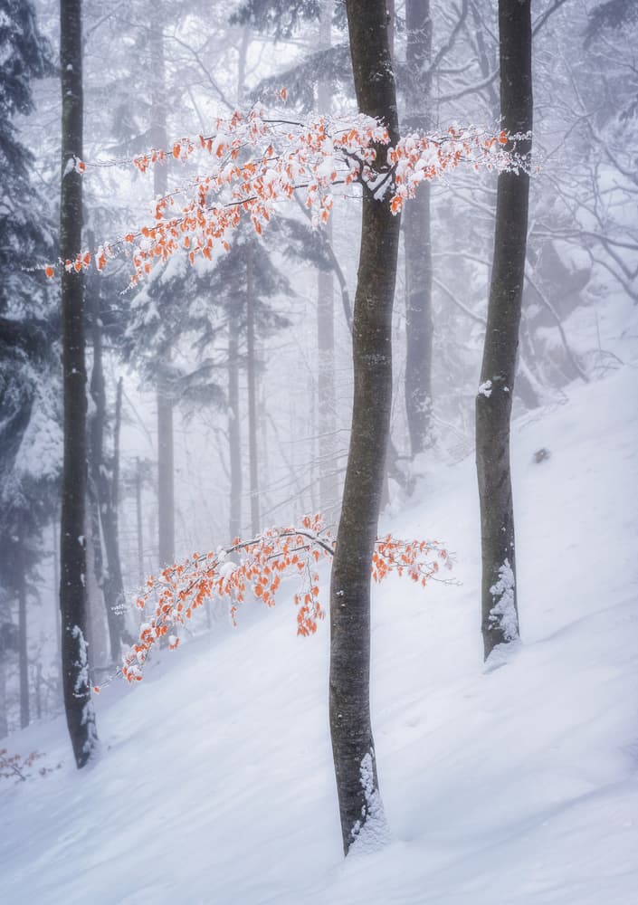 Frosted Leaves Winter Forest by Ales Krivec — canvas wall art