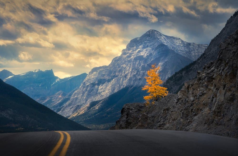 Golden Larch Mountain Road by Ruiqing P. — canvas wall art