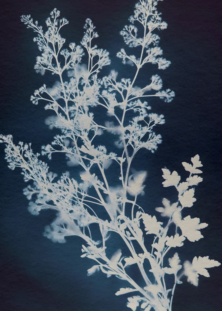 Delicate Indigo Botanicals by Pictufy Studio IV — canvas wall art