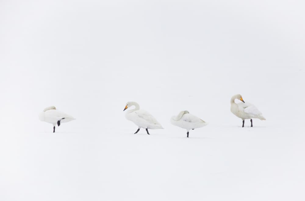 Minimalist Winter Swans by Allan Wallberg — canvas wall art
