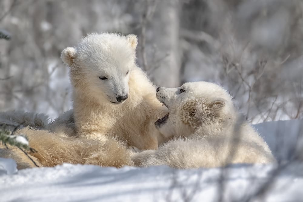Playful Polar Cubs by Siyu_Wei APA — canvas wall art