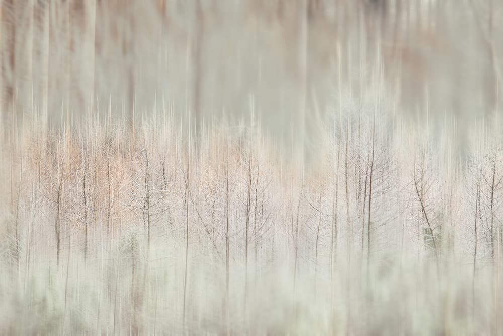 Ethereal Winter Forest by Wil Mijer — canvas wall art