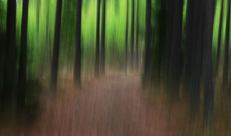 Dreamy Forest Path by Bror Johansson — canvas wall art
