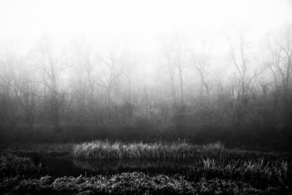 Misty Winter Woods by Codrin Lupei — canvas wall art