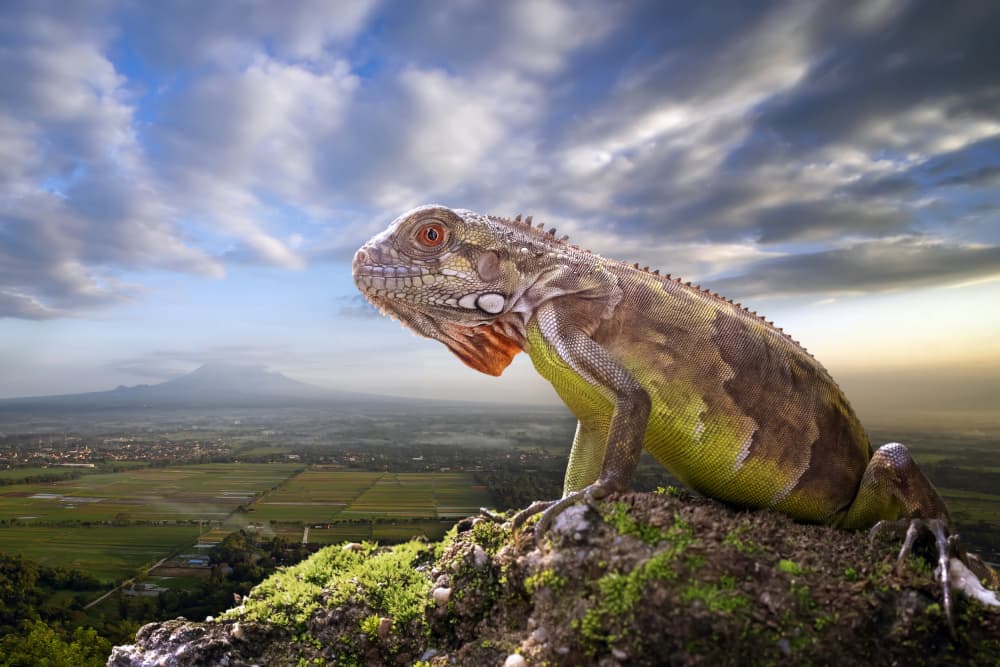 Watchful Iguana Landscape by Fauzan Maududdin — canvas wall art