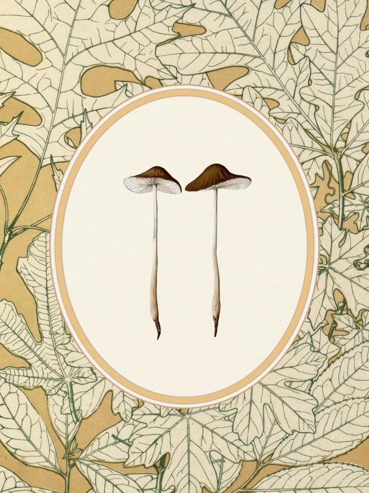 Delicate Woodland Mushrooms by Wild Violets — canvas wall art