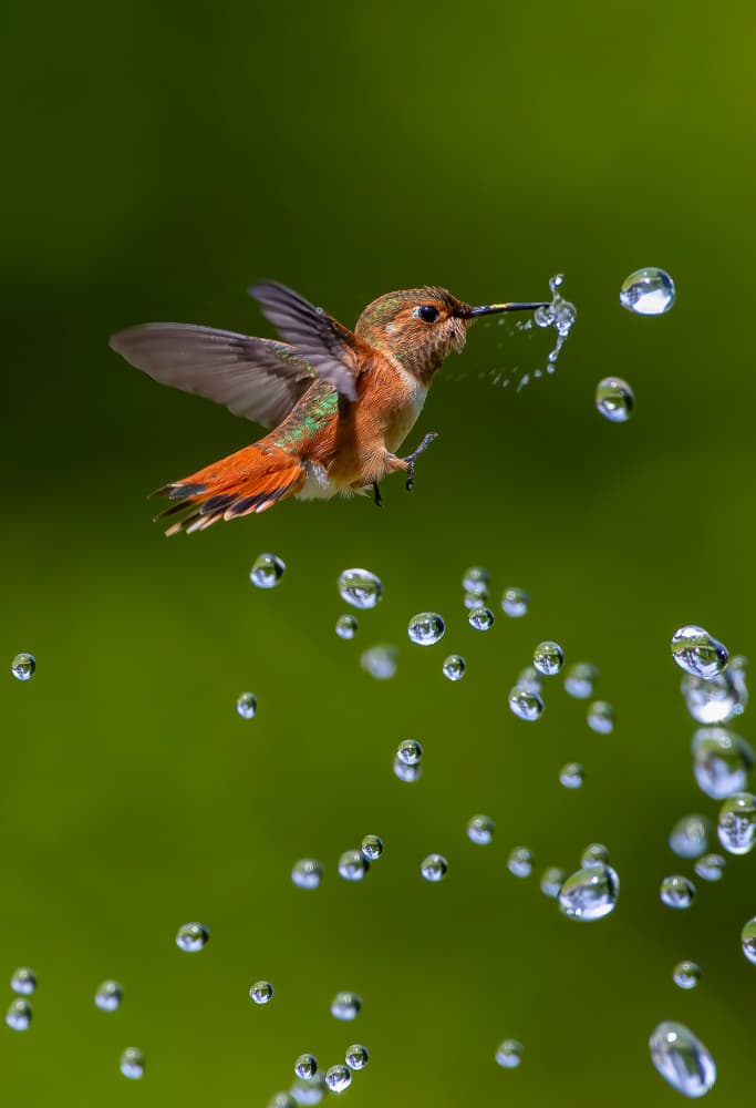 Hummingbird Water Dance by Johnson Huang — canvas wall art