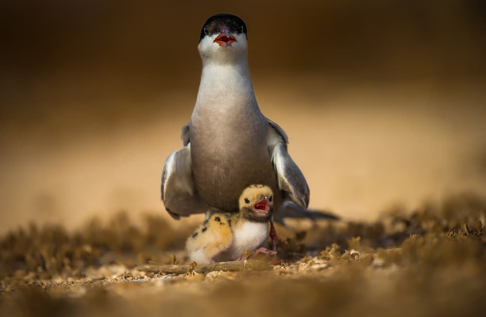 Nurturing Tern Family by Faisal ALnomas — canvas wall art