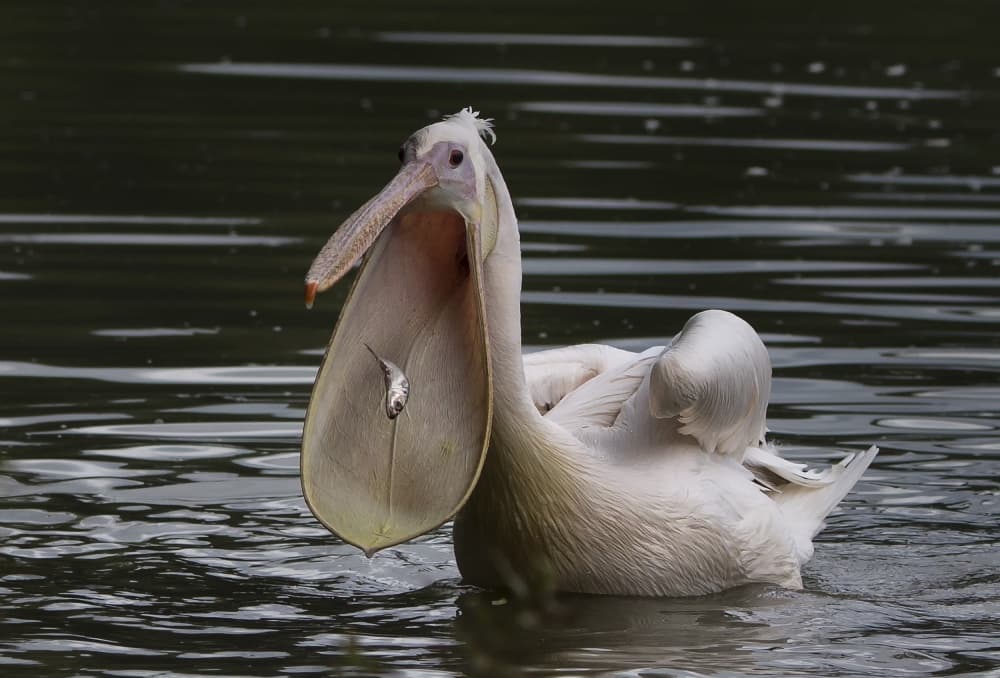 White Pelican Feeding by C.S. Tjandra — canvas wall art