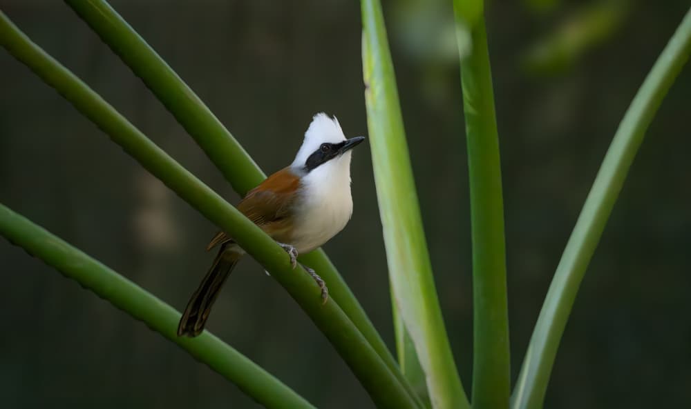 White Crested Bird by Xiaobing Tian — canvas wall art