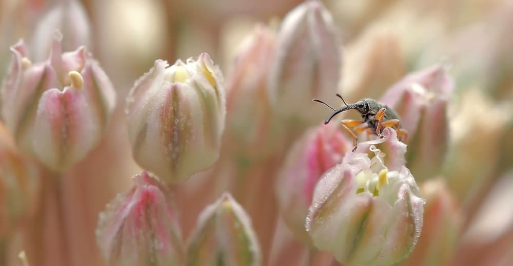 Weevil on Pink Buds by Thierry Dufour — canvas wall art