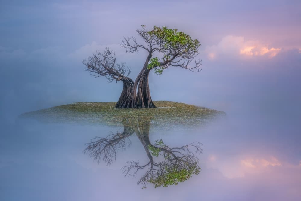 Ethereal Twin Trees by Yuan Su — canvas wall art