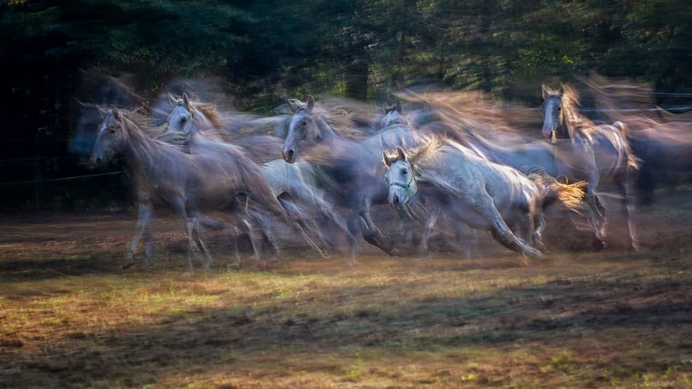 Golden Gallop Horses by Milan Malovrh — canvas wall art