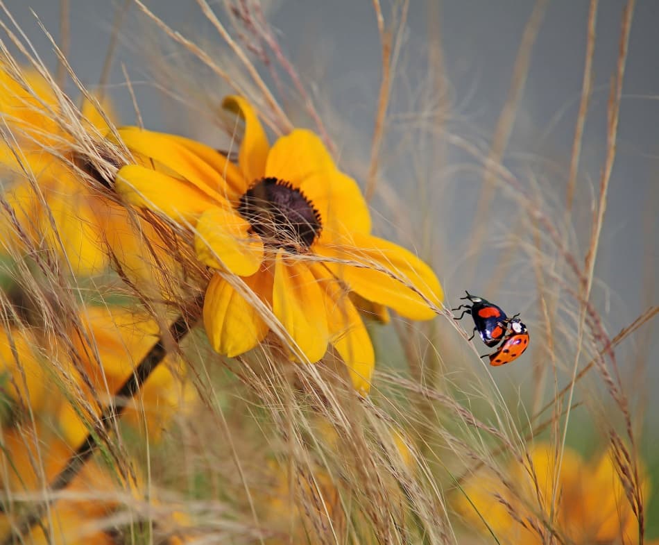 Ladybugs Mating on Bloom by Anna Cseresnjes — canvas wall art