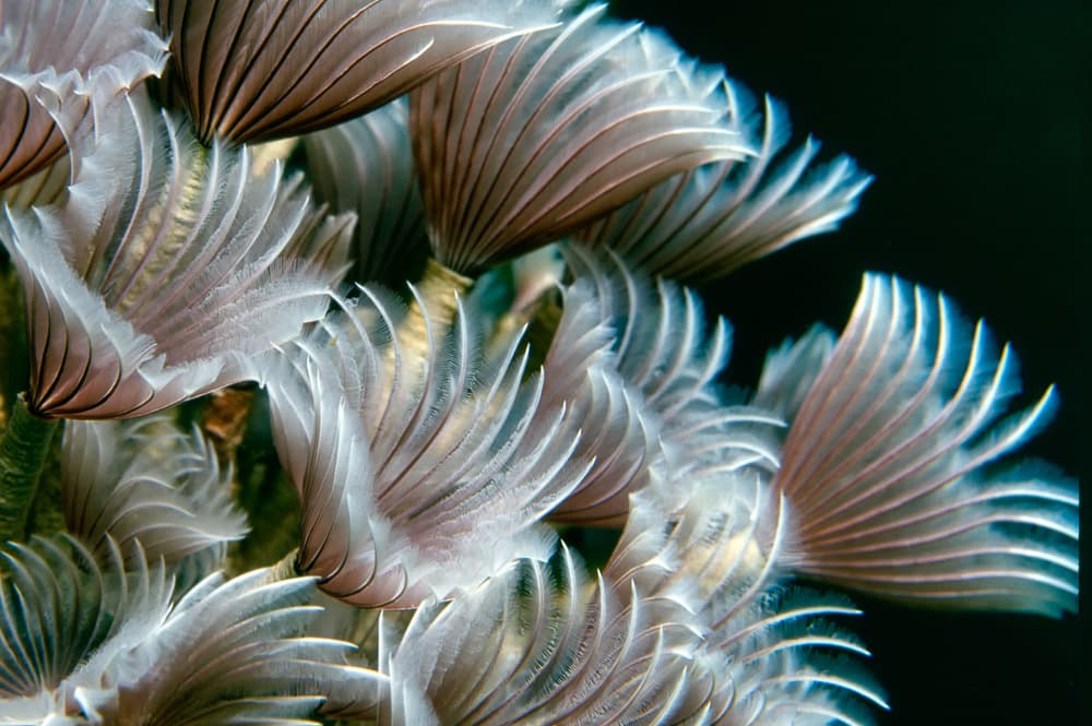 Ethereal Ocean Plumes by Alfred Forns — canvas wall art