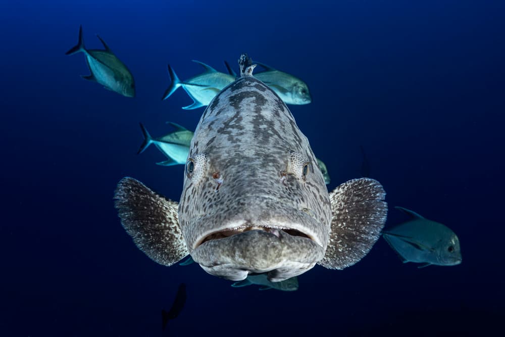 Ocean Grouper Stare by Barathieu Gabriel — canvas wall art