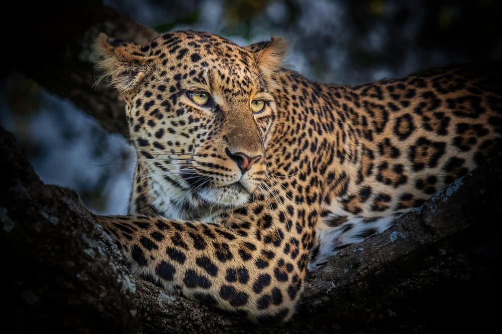 Wild Leopard's Gaze by Jeffrey C. Sink — canvas wall art