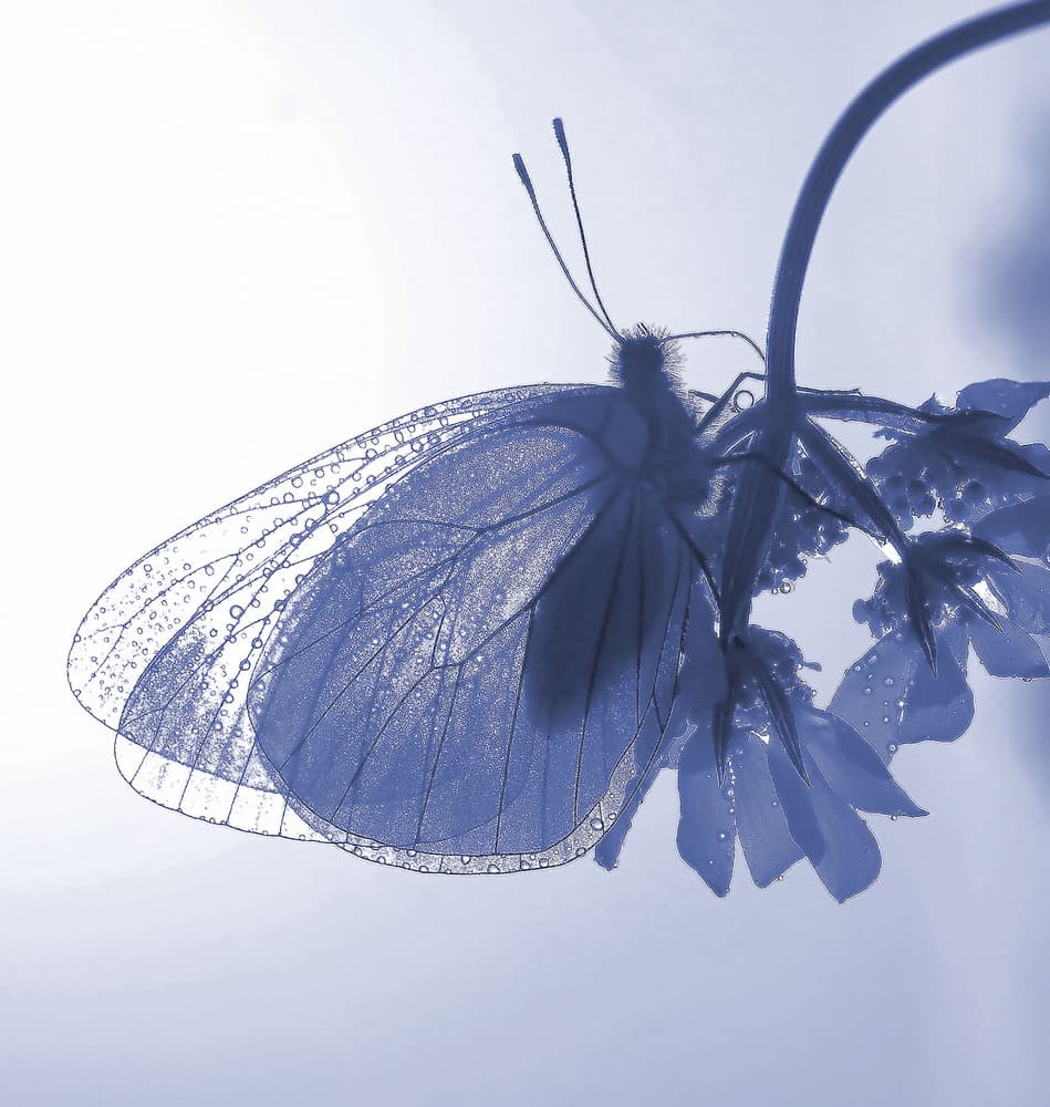 Blue Dewdrop Butterfly by Thierry Dufour — canvas wall art