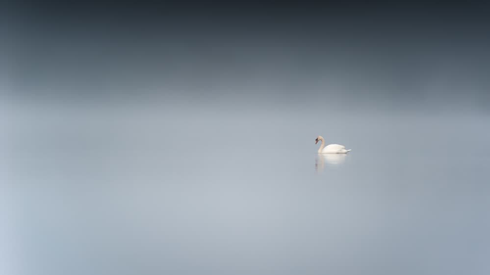 Serene Swan Reflection by Benny Pettersson — canvas wall art